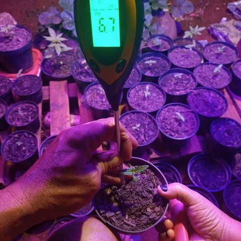 😎🍻Sativa x Ruderalis 🍁 growlog timeline photo