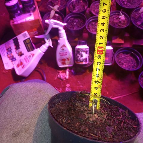 😎🍻 Bludreen CBD  growlog photo: Data de nascimento 30/05/2024
