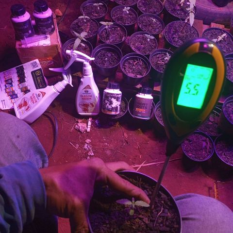😎🍻 Bludreen CBD  growlog photo: Data de nascimento 30/05/2024
