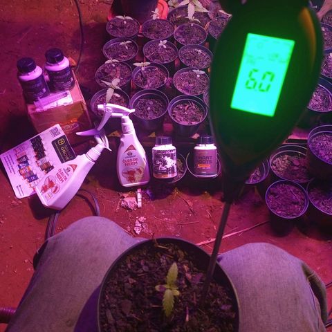 A feinha 😎🍻 Sativa 🍁 growlog photo: 05/06/2024