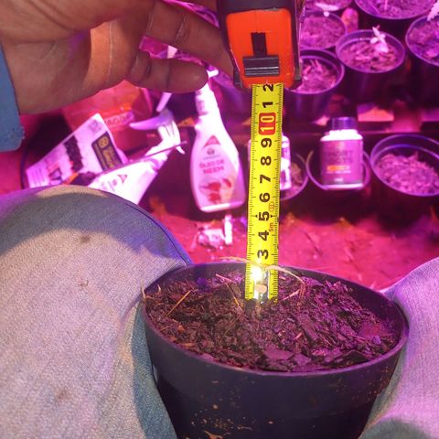 A feinha 😎🍻 Sativa 🍁 growlog photo: 05/06/2024
