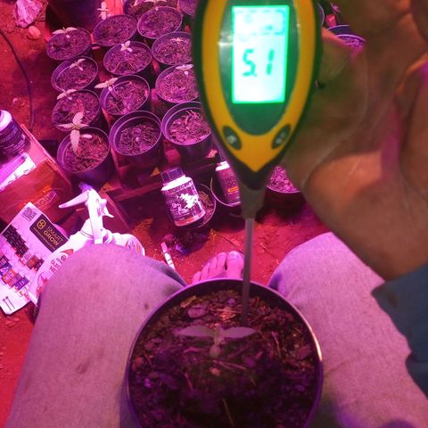 Sativa THC 🍁💕💐🥰 growlog photo: Nasceu 30/05/2024