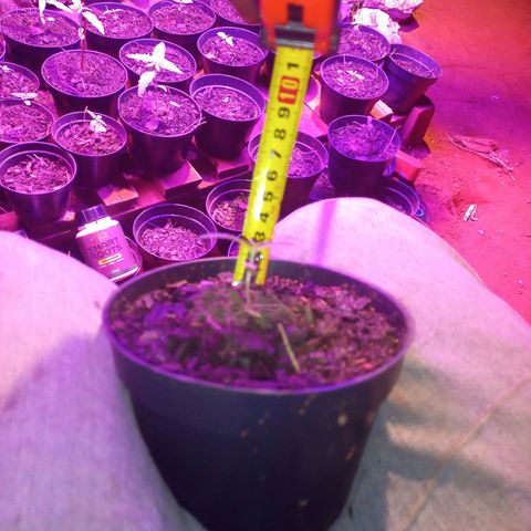 Sativa THC 🍁💕💐🥰 growlog photo: Nasceu 30/05/2024