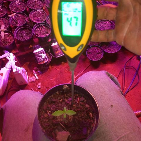 Segunda germinação  #16 growlog timeline photo