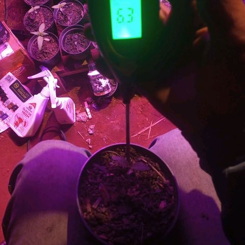 Segunda germinação  #17 growlog timeline photo