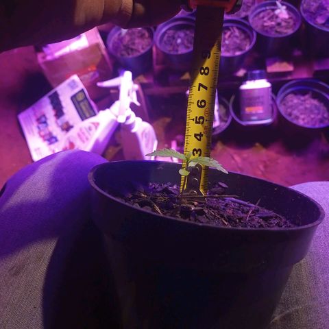 Segunda germinação  #16 growlog timeline photo