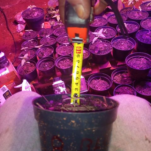 Segunda germinação  #18 growlog timeline photo
