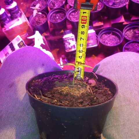 Segunda germinação  #19 growlog timeline photo