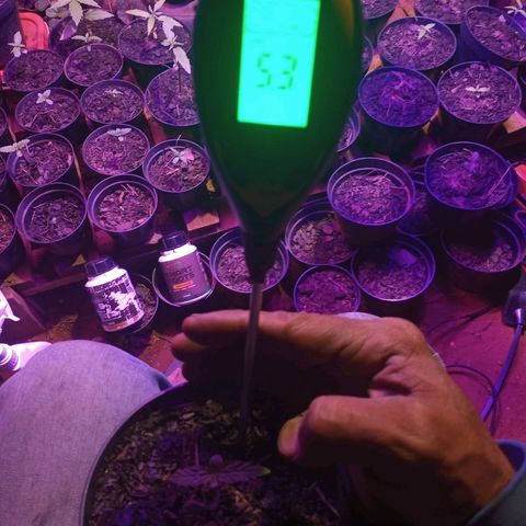 Segunda germinação  #21 growlog timeline photo