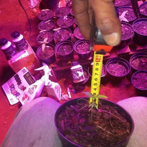 Segunda germinação  #17 growlog timeline photo