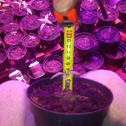 Segunda germinação  #22 growlog timeline photo