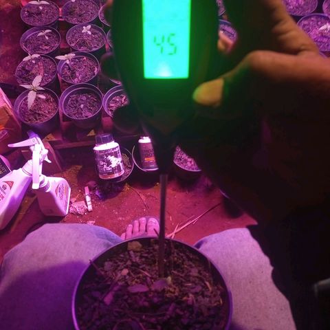 Segunda germinação  #18 growlog timeline photo