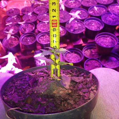 Sativa Ruderalis x Sativa 🍁 growlog timeline photo