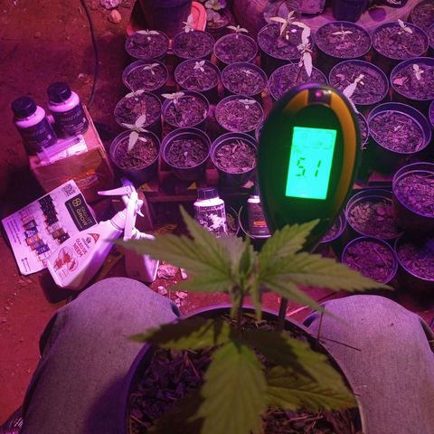 Bludreen CBD growlog photo: A primeira que nasceu desta etapa de cultivo 