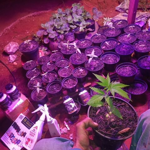 Bludreen CBD growlog photo: A primeira que nasceu desta etapa de cultivo 