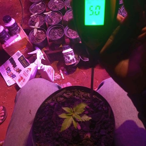 Sativa Ruderalis x Sativa 🍁 growlog timeline photo