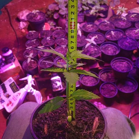 Bludreen CBD growlog photo: A primeira que nasceu desta etapa de cultivo 