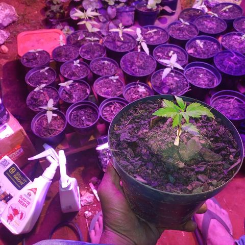 Sativa Ruderalis x Sativa 🍁 growlog timeline photo