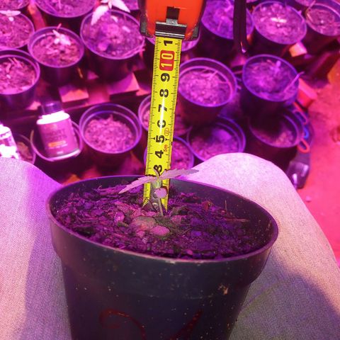 Segunda germinação  #21 growlog timeline photo