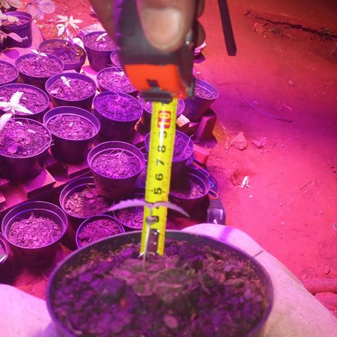 Segunda germinação  #20 growlog timeline photo