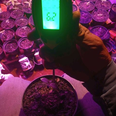 Segunda germinação  #20 growlog timeline photo