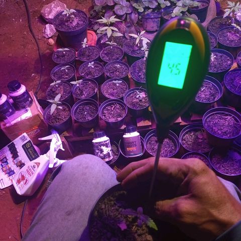 Segunda germinação  #22 growlog timeline photo