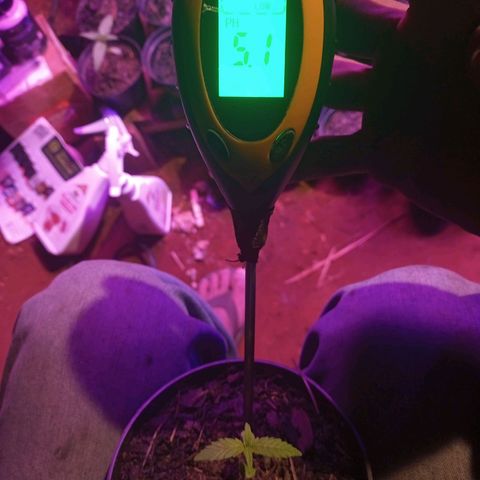 Segunda germinação  #19 growlog timeline photo