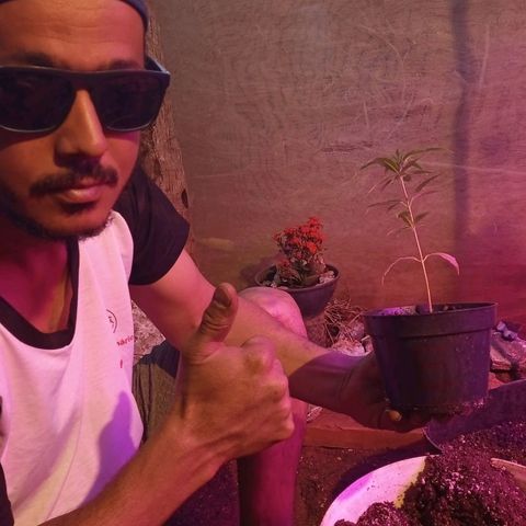 Bludreen  #1 growlog photo: Transplante vaso 😎🍻