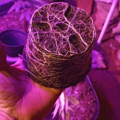 Bludreen  #1 growlog photo: Transplante vaso 😎🍻