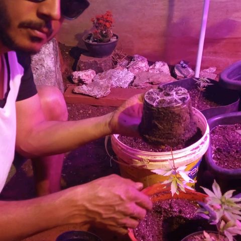 Bludreen  #1 growlog photo: Transplante vaso 😎🍻