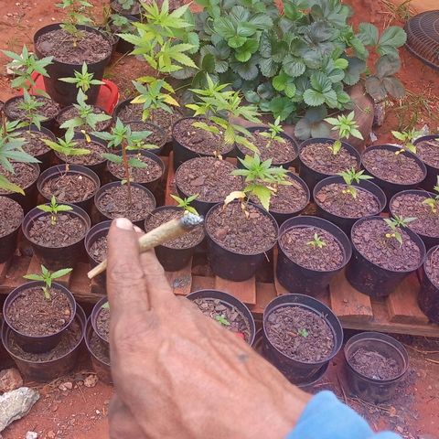 Bludreen  #1 growlog photo: Transplante vaso 😎🍻