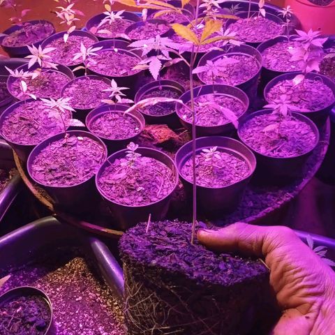 Bludreen  #1 growlog photo: Transplante vaso 😎🍻