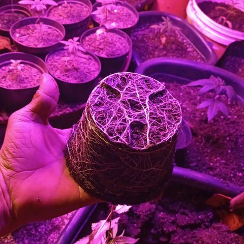 Bludreen  #1 growlog photo: Transplante vaso 😎🍻