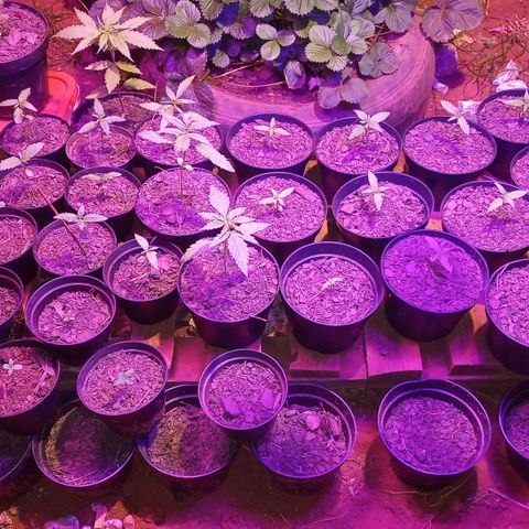 Bludreen  #1 growlog photo: Transplante vaso 😎🍻