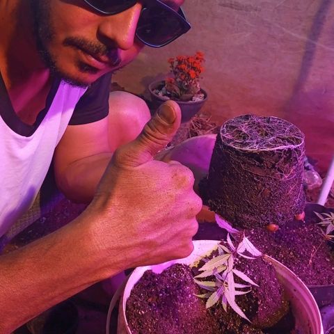 Bludreen  #1 growlog photo: Transplante vaso 😎🍻