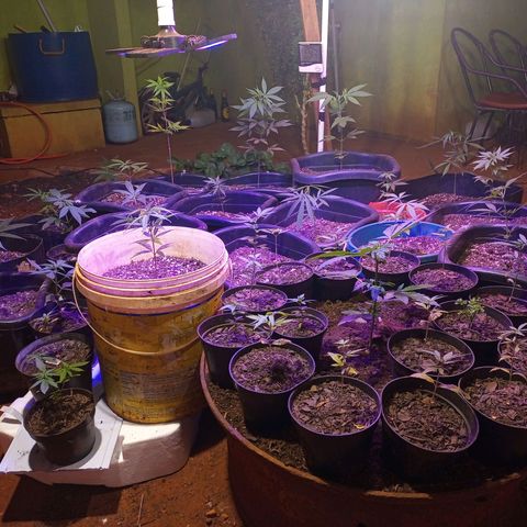 Bludreen  #1 growlog photo: Gratidão tudo em ordem 😎🍻