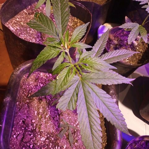 Bludreen  #1 growlog photo: Gratidão tudo em ordem 😎🍻