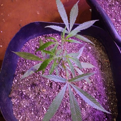 Bludreen  #1 growlog photo: Gratidão tudo em ordem 😎🍻