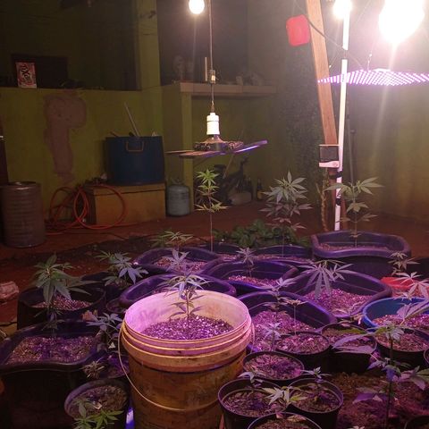 Bludreen  #1 growlog photo: Gratidão tudo em ordem 😎🍻