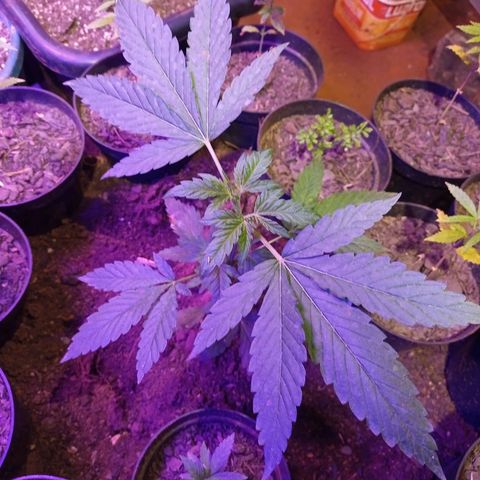 Bludreen  #1 growlog photo: Gratidão tudo em ordem 😎🍻