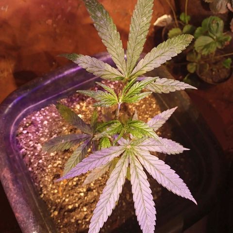 Bludreen  #1 growlog photo: Gratidão tudo em ordem 😎🍻
