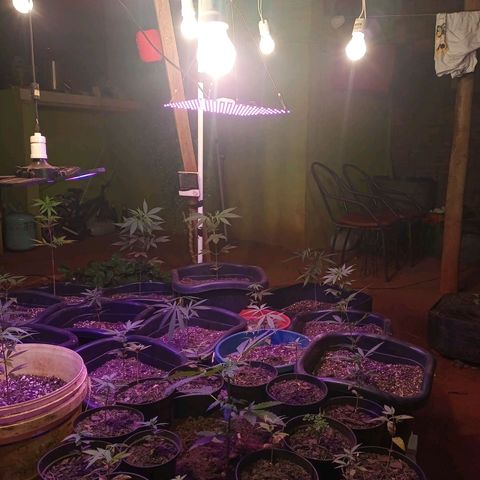 Bludreen  #1 growlog photo: Gratidão tudo em ordem 😎🍻