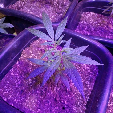 Bludreen  #1 growlog photo: Gratidão tudo em ordem 😎🍻