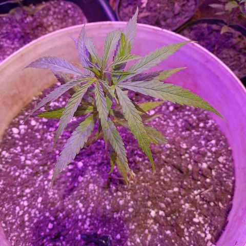 Bludreen  #1 growlog photo: Gratidão tudo em ordem 😎🍻