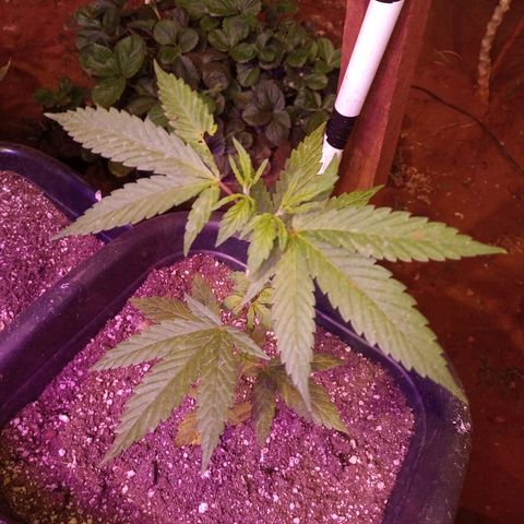 Bludreen  #1 growlog photo: Gratidão tudo em ordem 😎🍻