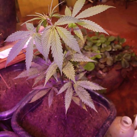 Bludreen  #1 growlog photo: Primeira molhada depois do transplante 