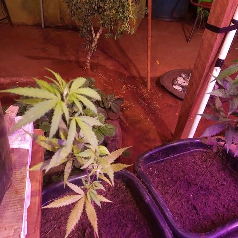 Bludreen  #1 growlog photo: Primeira molhada depois do transplante 
