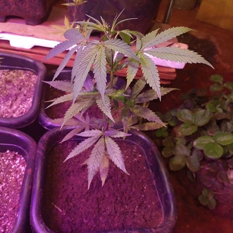 Bludreen  #1 growlog photo: Primeira molhada depois do transplante 
