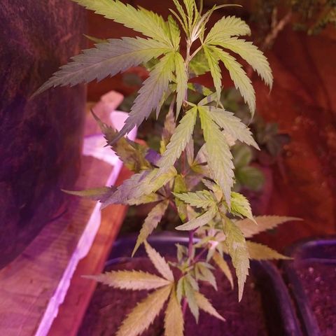 Bludreen  #1 growlog photo: Primeira molhada depois do transplante 