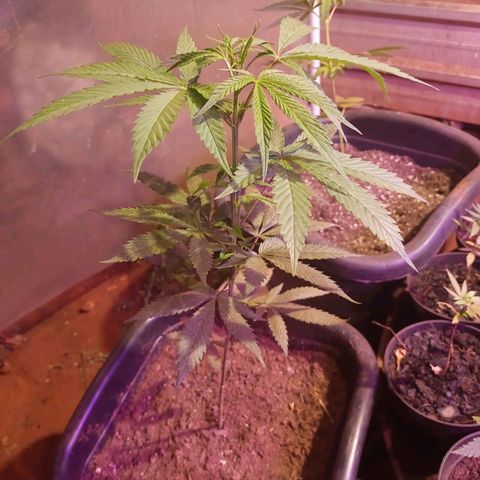 Bludreen  #1 growlog photo: Só vegetando as meninas 🥳🎊🎉👏👏anda não regou depois do transplante 